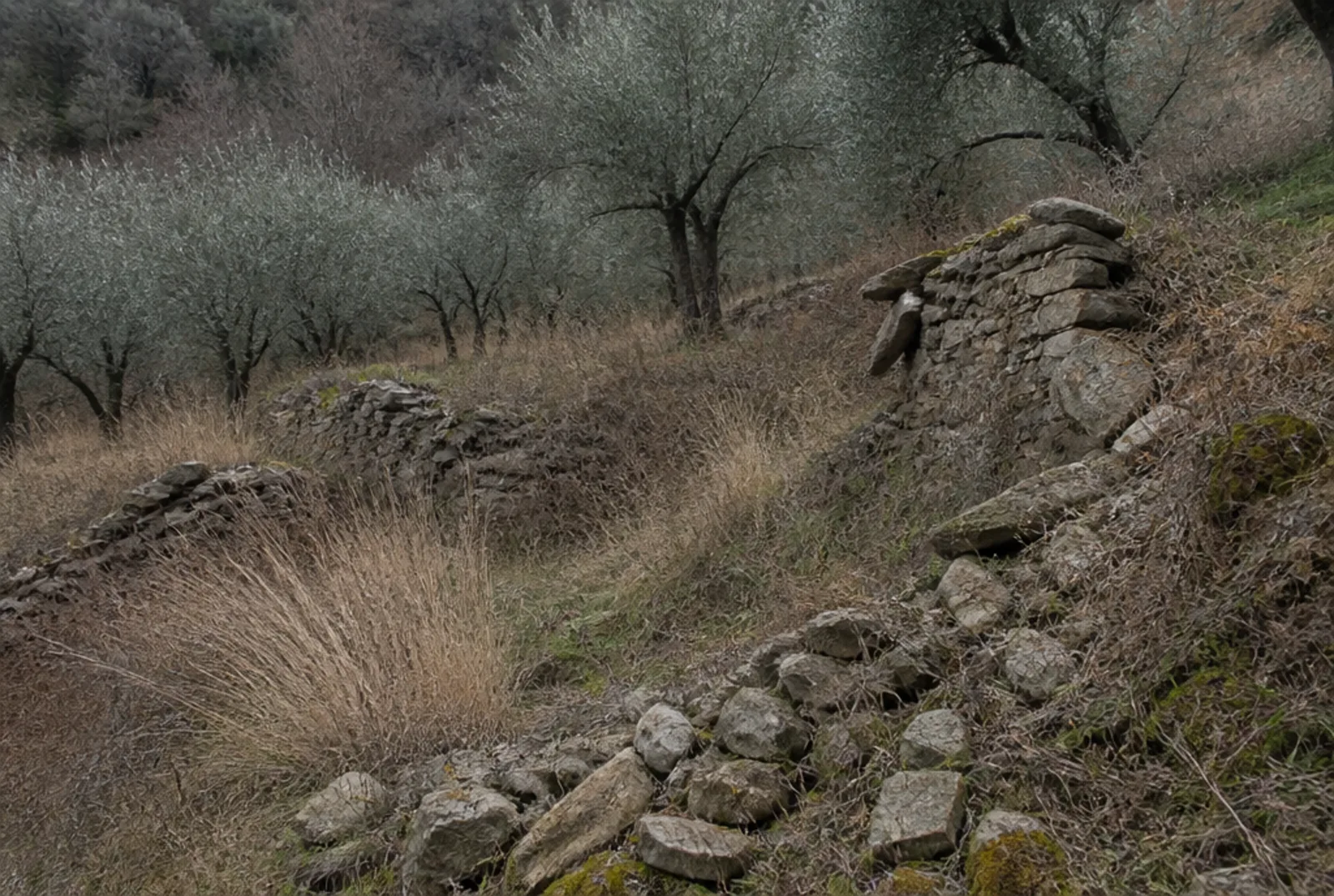 Uliveto terrazzato in inverno con due muri a secco crollati e le pietre franate lungo la scarpata